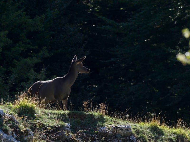 Cerfs