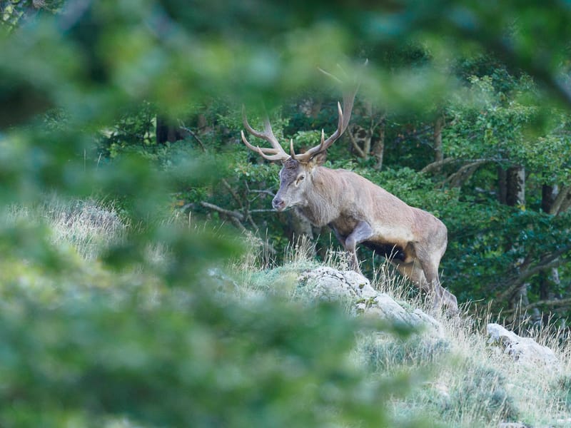 Cerfs