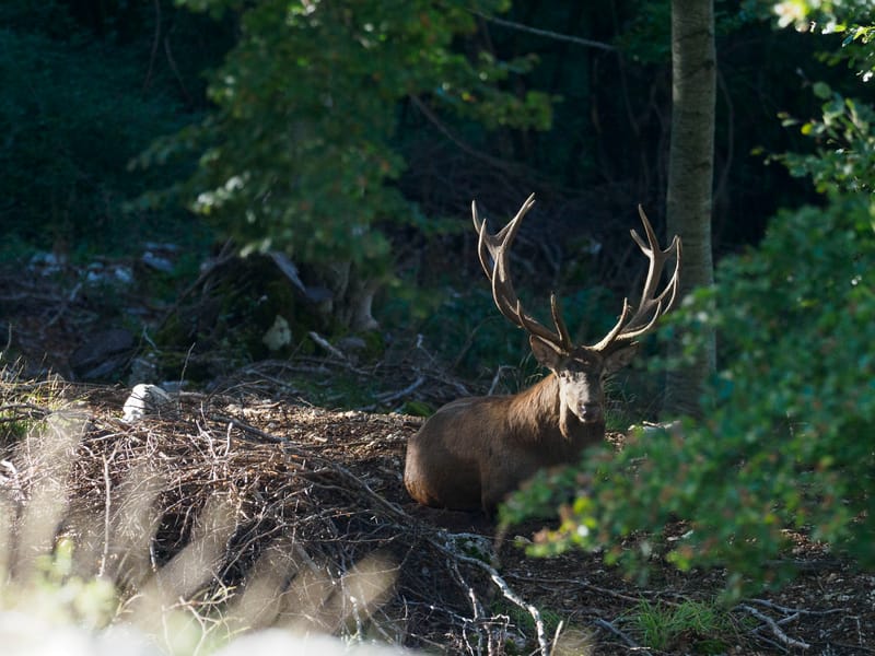 Cerfs