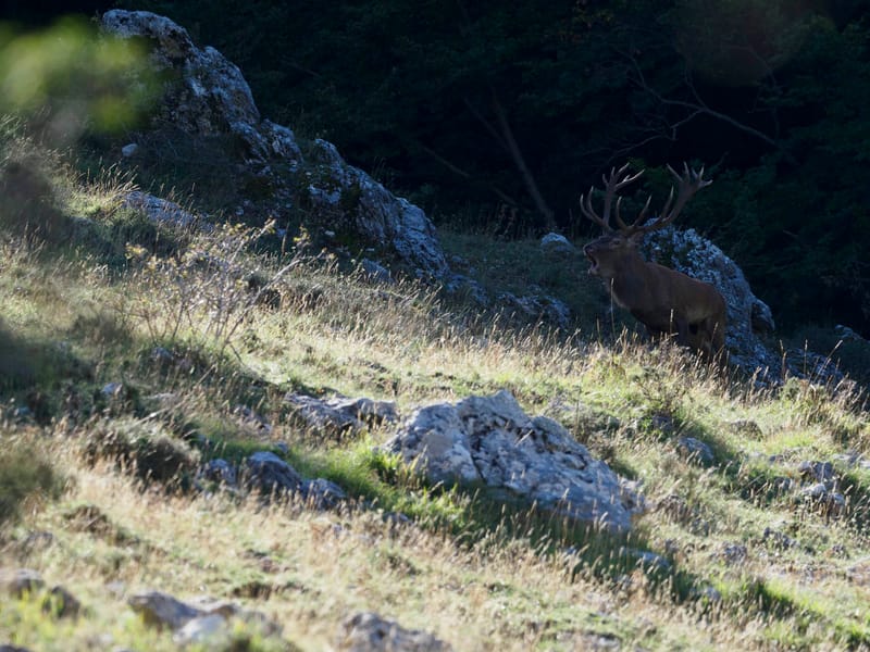 Cerfs