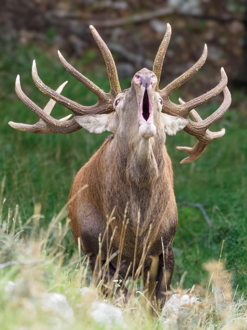 Cerfs