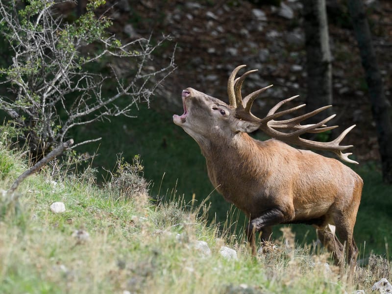 Cerfs