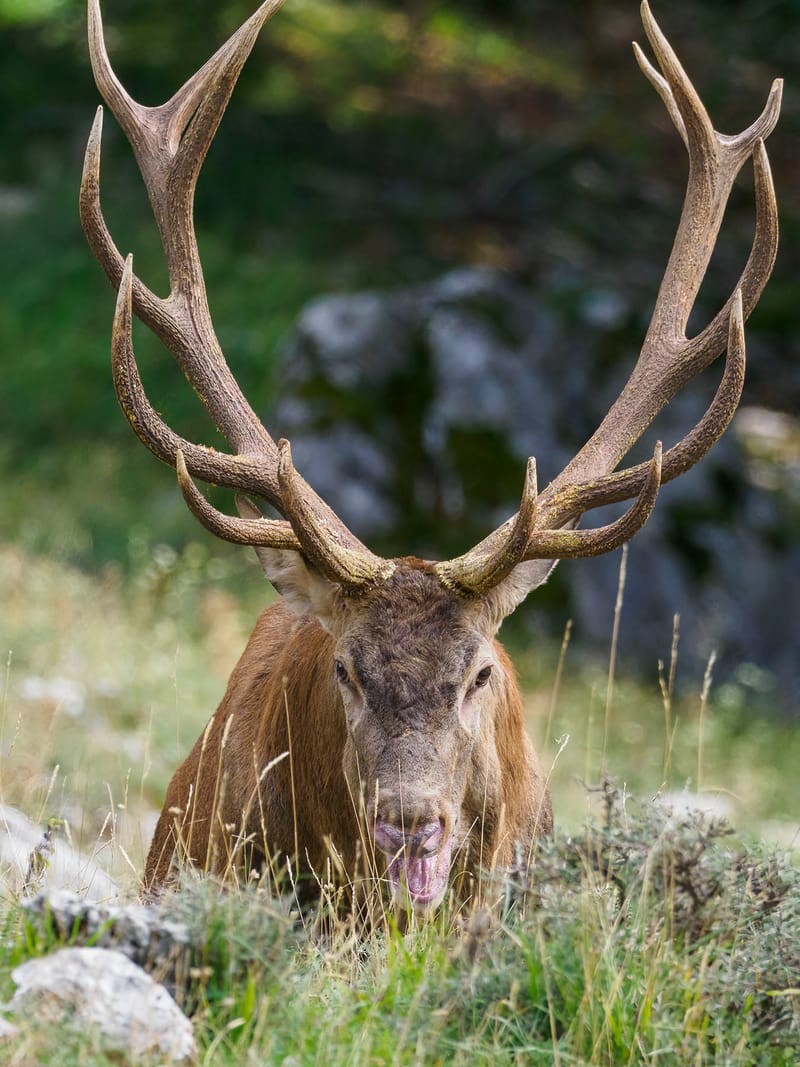 Cerfs