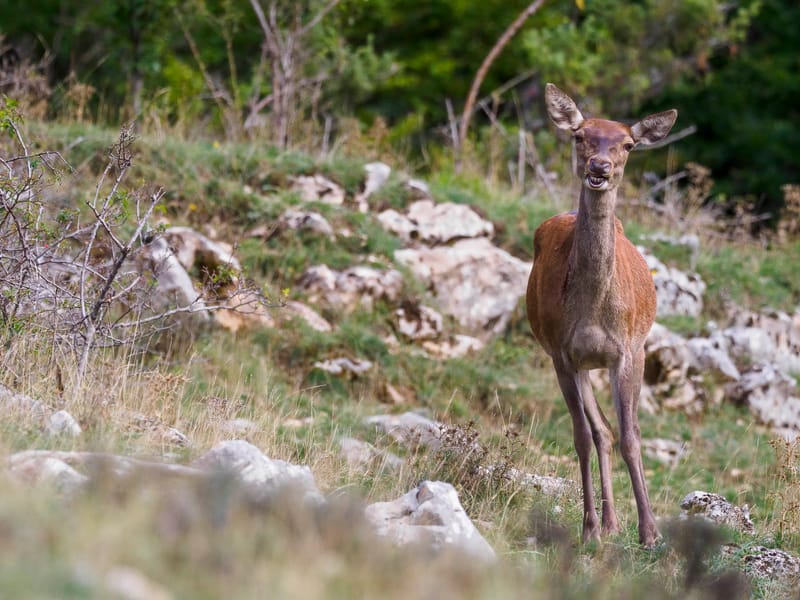 Cerfs
