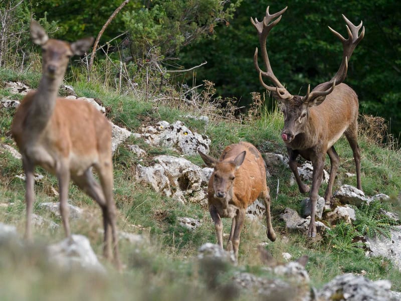 Cerfs
