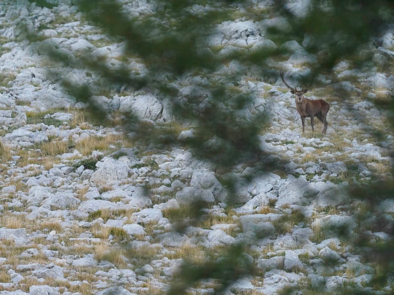 Cerfs