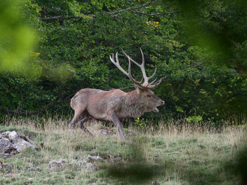 Cerfs