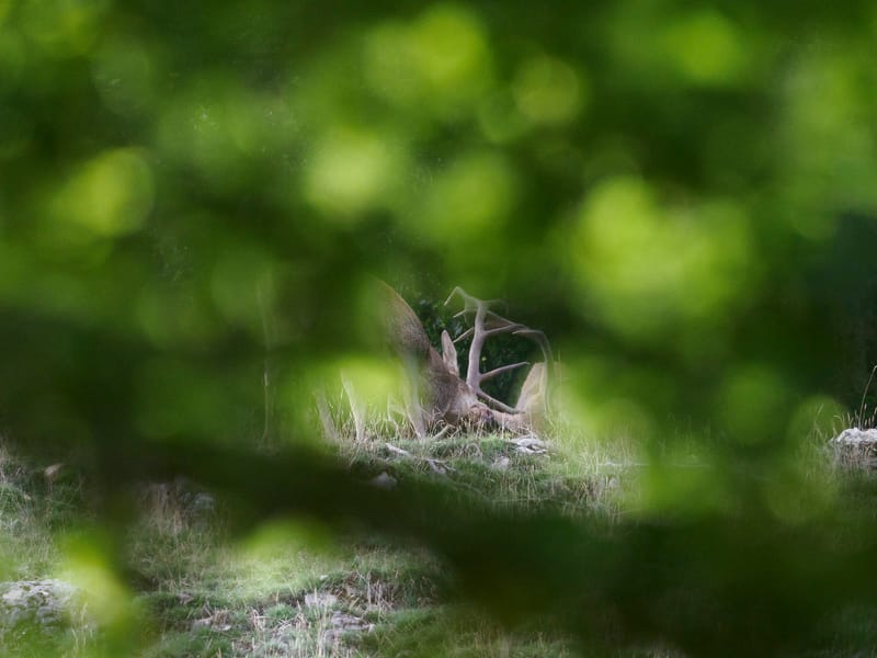 Cerfs