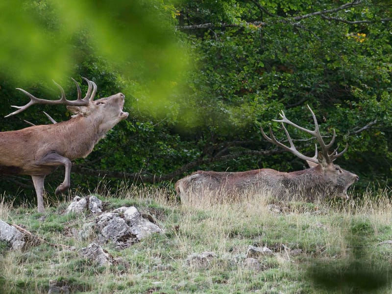 Cerfs