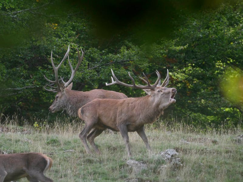 Cerfs
