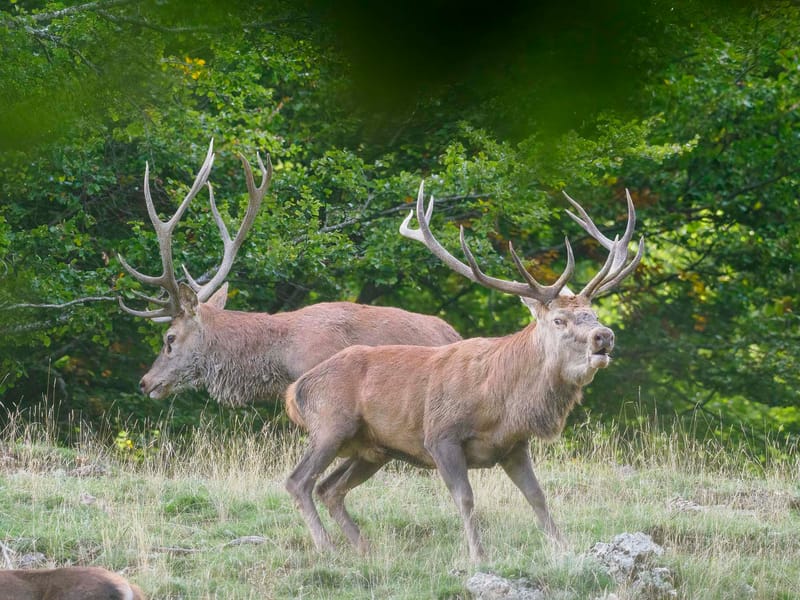 Cerfs