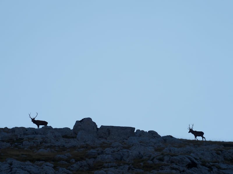 Cerfs