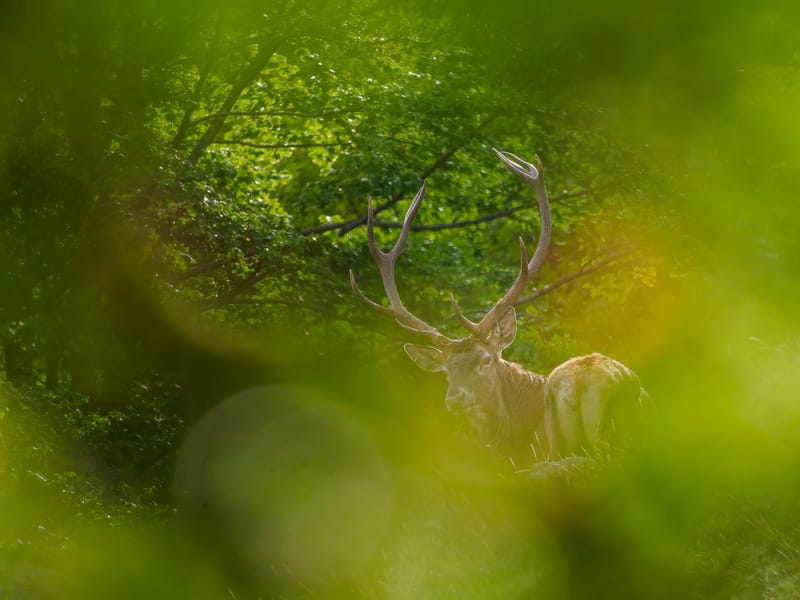 Cerfs
