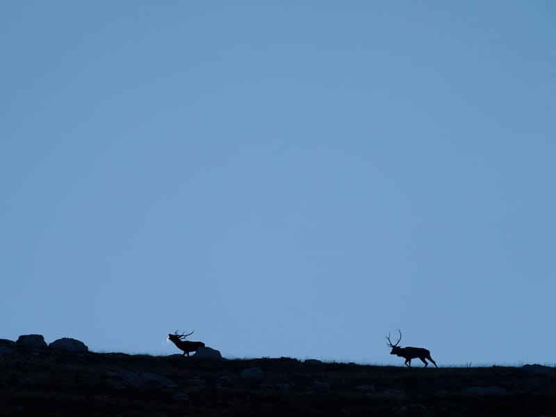 Cerfs