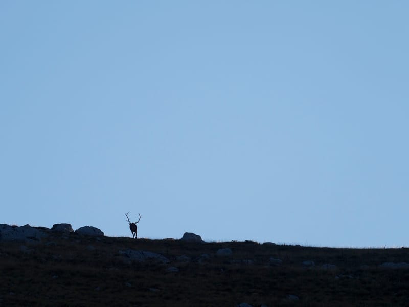 Cerfs