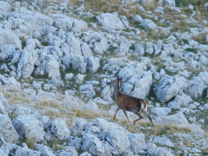 Cerfs