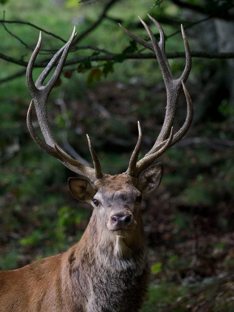 Cerfs