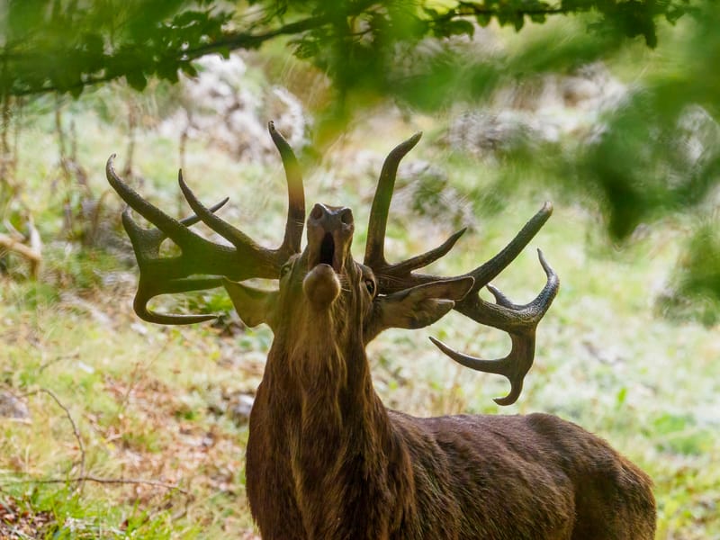 Cerfs