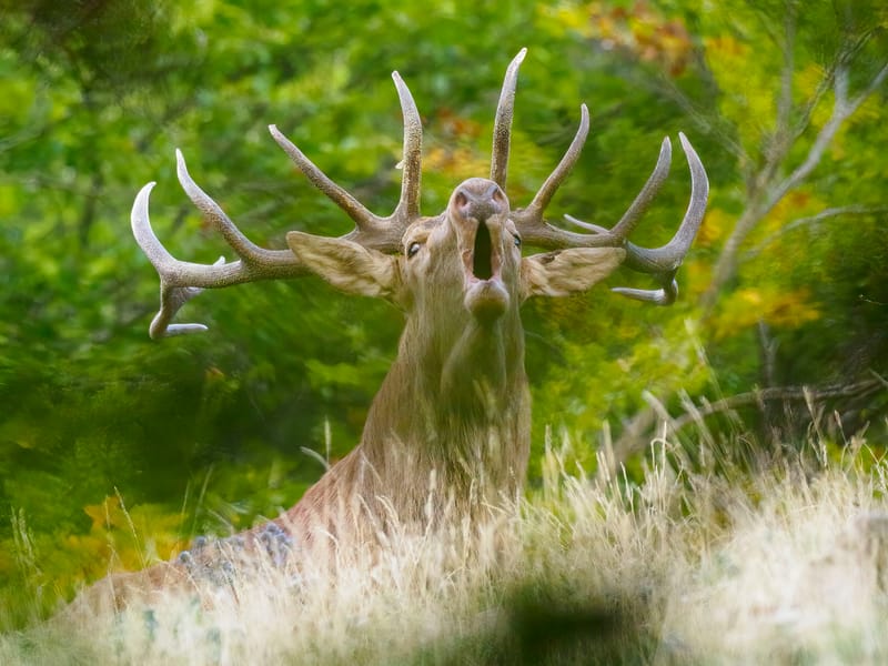 Cerfs