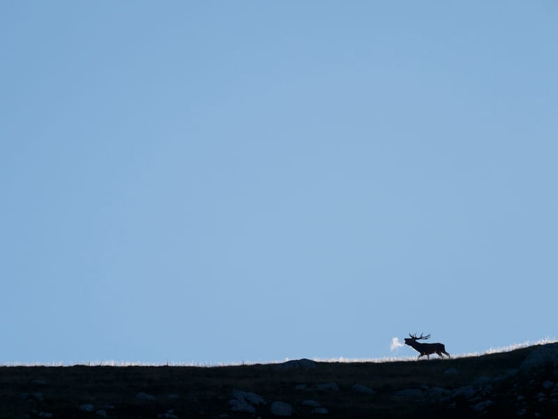 Cerfs
