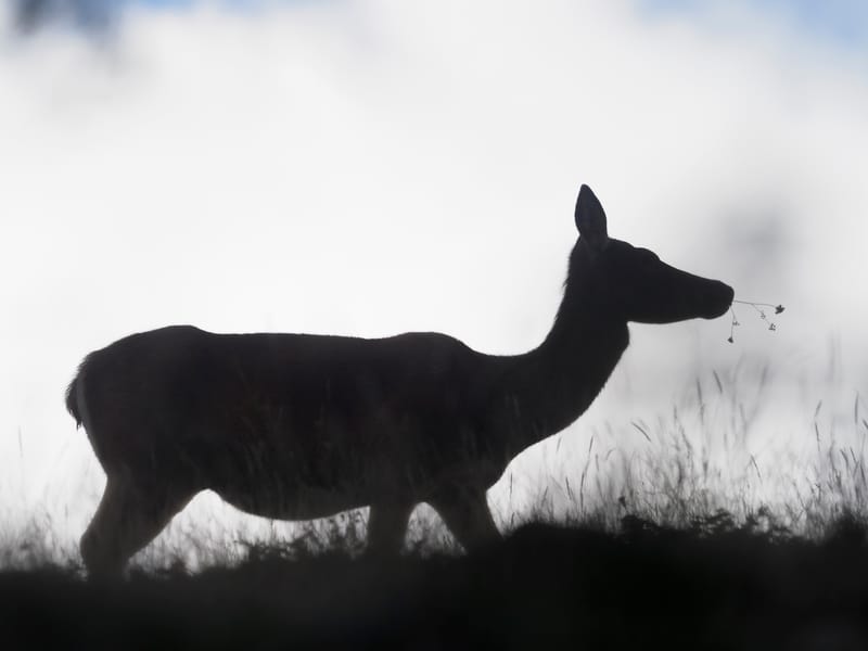 Cerfs