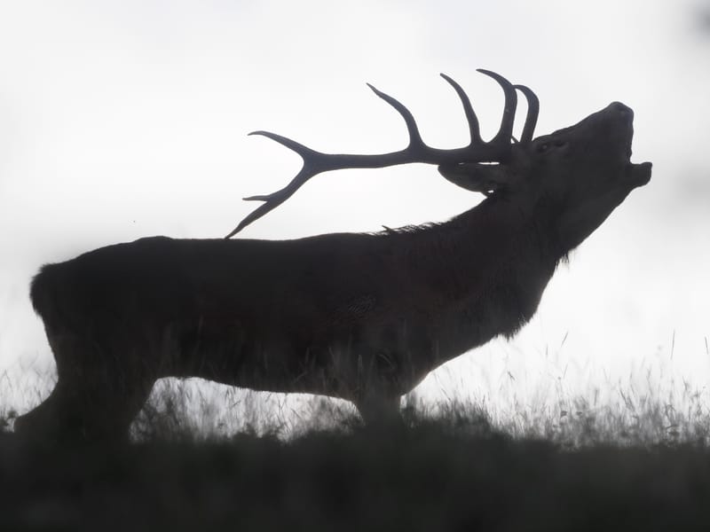 Cerfs