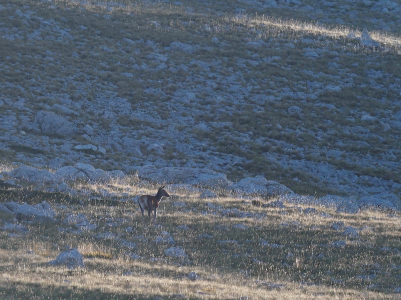 Cerfs