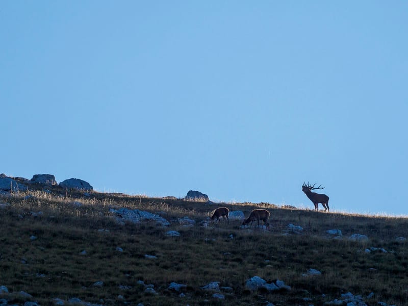 Cerfs