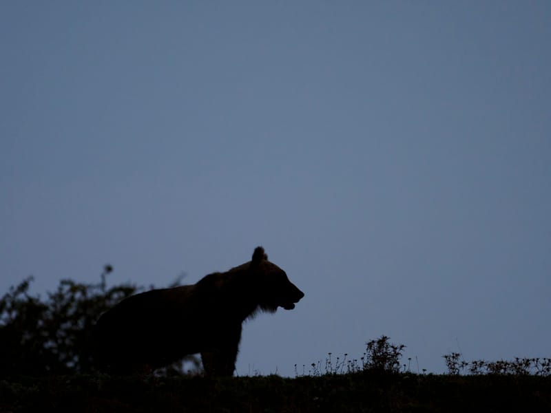 Cerfs