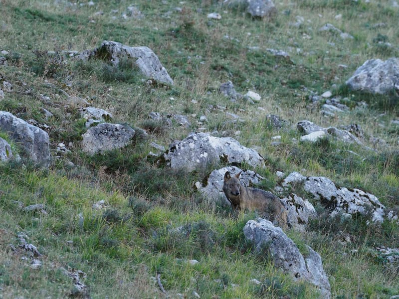 Cerfs
