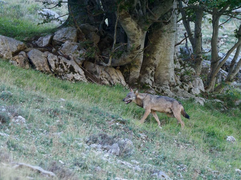 Cerfs