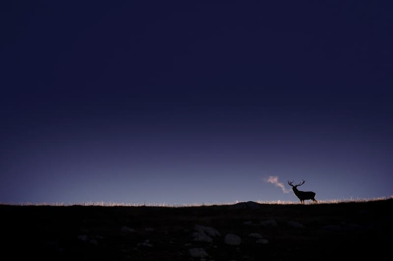 Cerfs