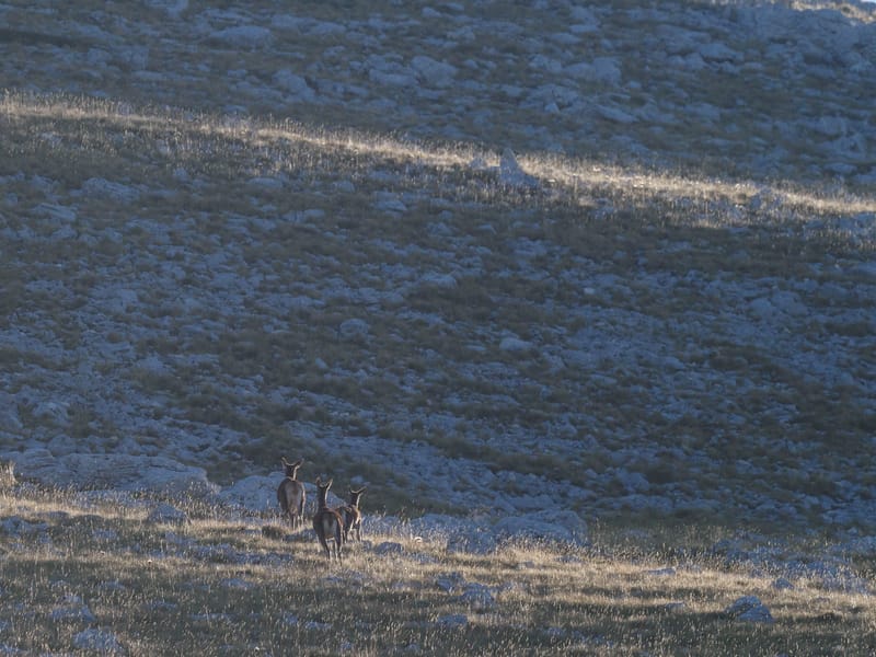 Cerfs