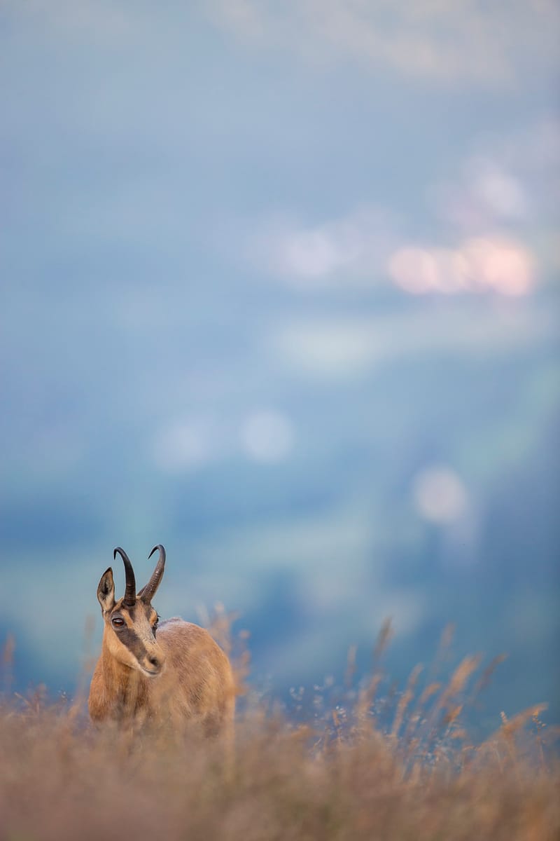 Chamois du Hohneck ou d'ailleurs