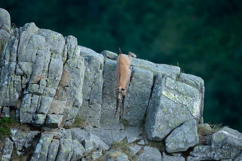 Chamois du Hohneck ou d'ailleurs