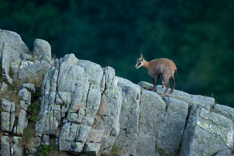 Chamois du Hohneck ou d'ailleurs