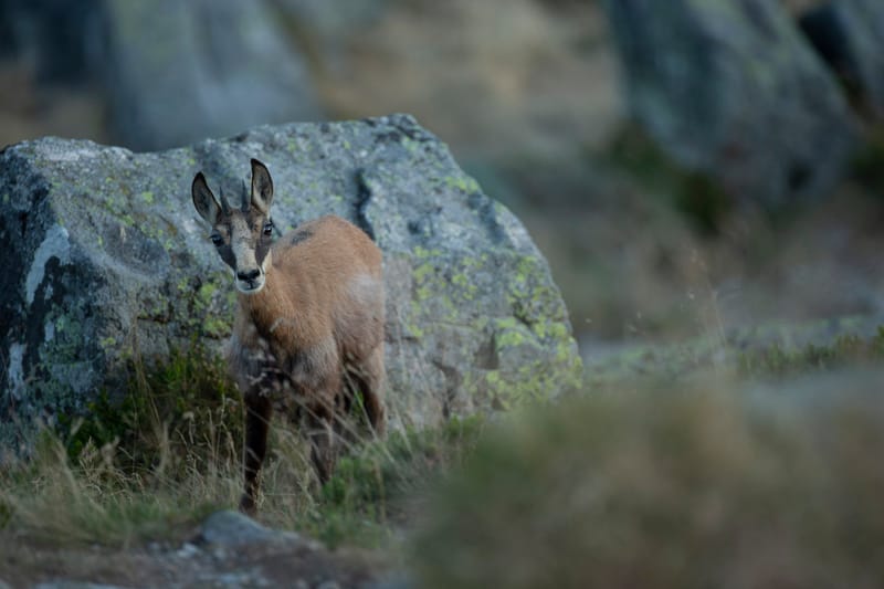 Chamois du Hohneck ou d'ailleurs