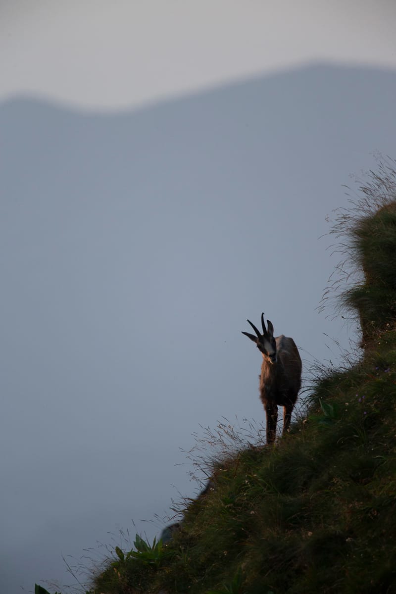 Chamois du Hohneck ou d'ailleurs