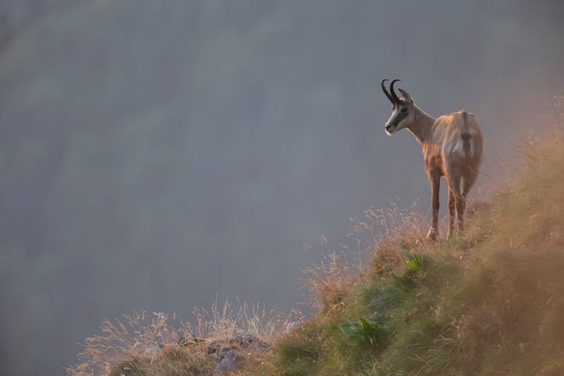 Chamois du Hohneck ou d'ailleurs