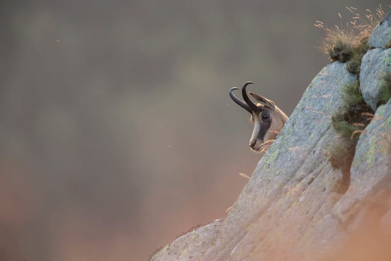 Chamois du Hohneck ou d'ailleurs