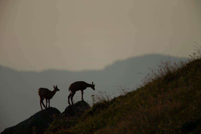 Chamois du Hohneck ou d'ailleurs