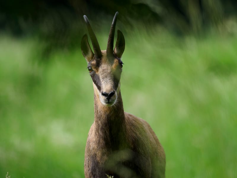Chamois du Hohneck ou d'ailleurs