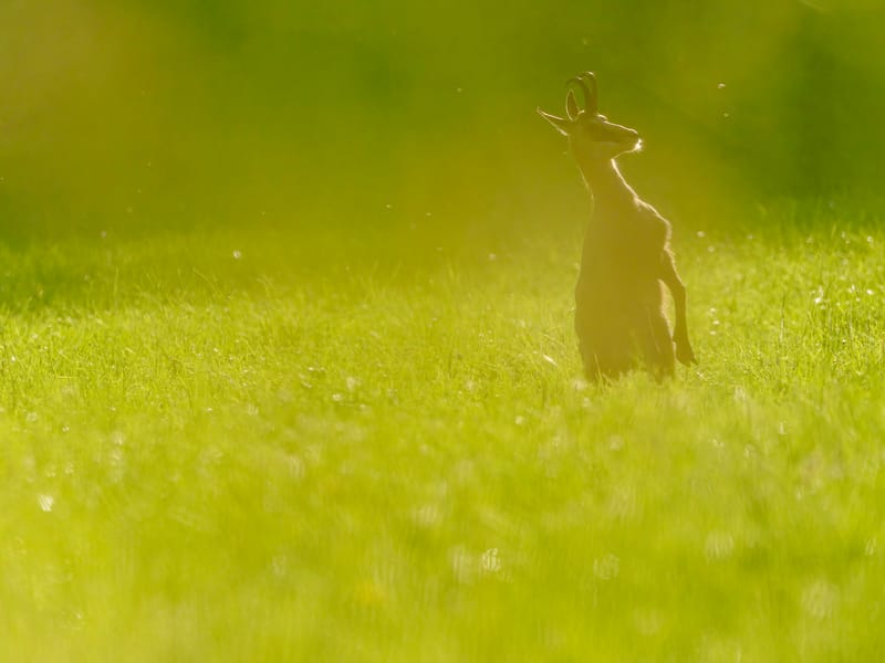 Chamois du Hohneck ou d'ailleurs