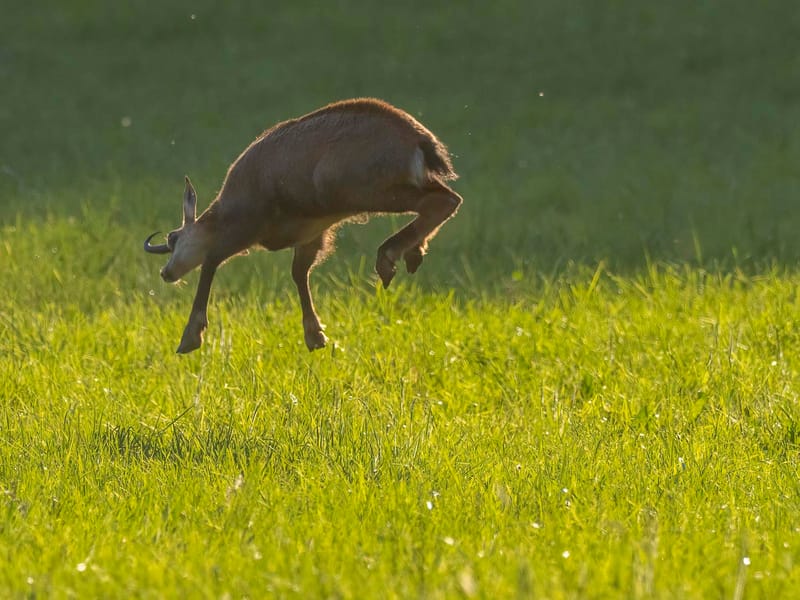 Chamois du Hohneck ou d'ailleurs