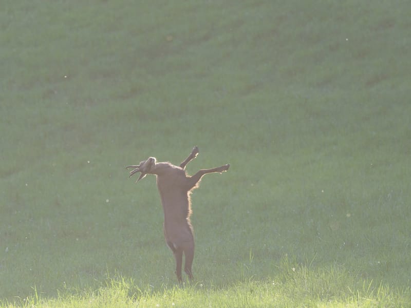 Chamois du Hohneck ou d'ailleurs