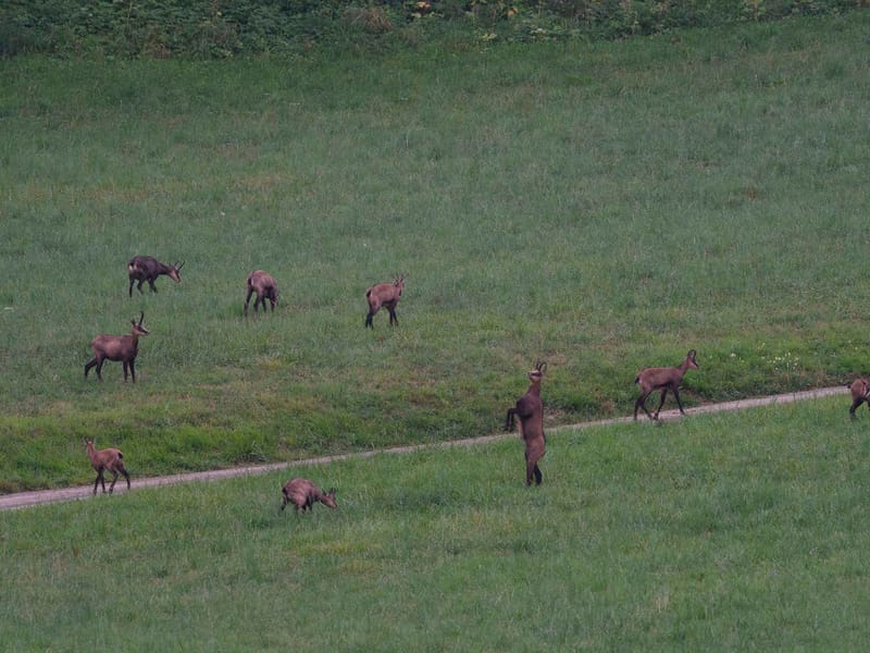 Chamois du Hohneck ou d'ailleurs