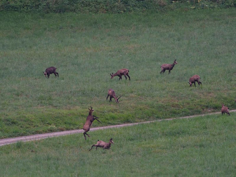 Chamois du Hohneck ou d'ailleurs