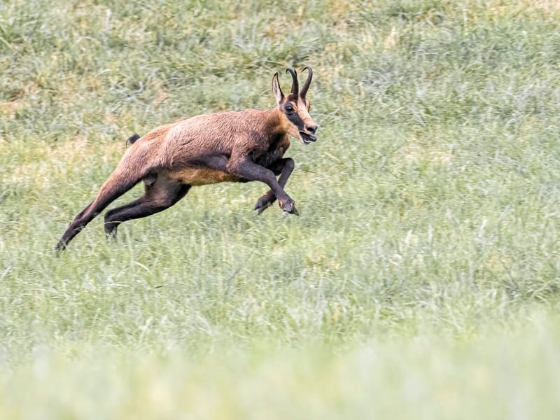 Chamois du Hohneck ou d'ailleurs