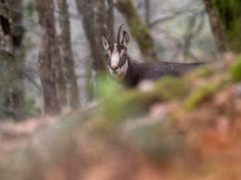 Chamois du Hohneck ou d'ailleurs