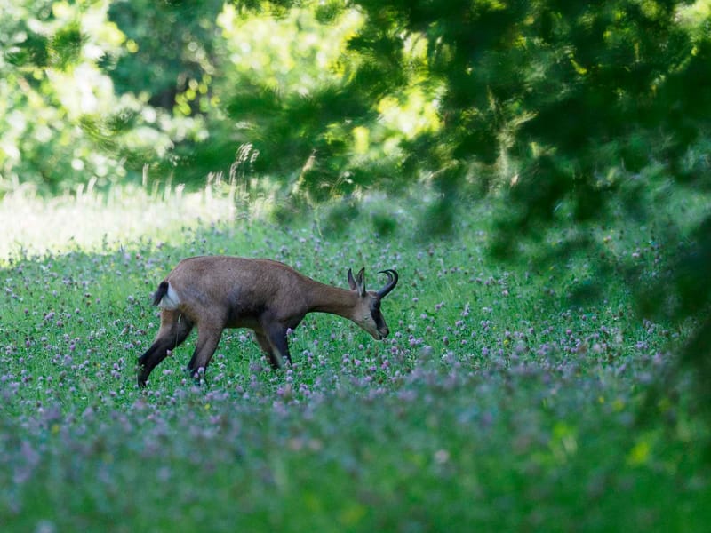 Chamois du Hohneck ou d'ailleurs